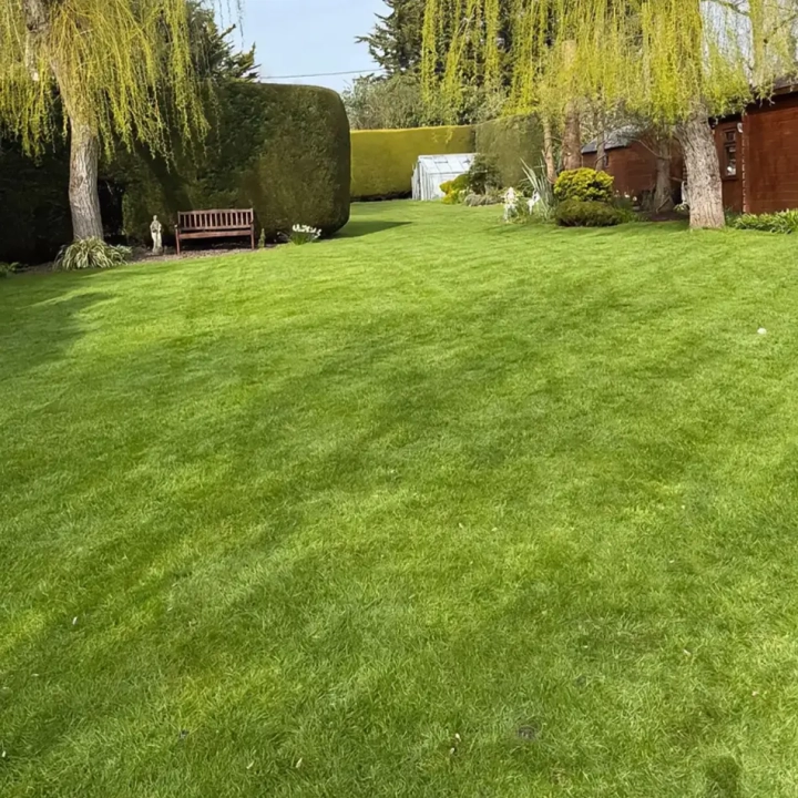 Late Spring Lawn Care